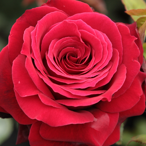 Rose Shopping Online - Red - hybrid Tea - discrete fragrance -  Magia Nera - Maurice Combe - Decorative dark red flowers, looks good in groups. Deep colours, black in the sprout stage, fragrant